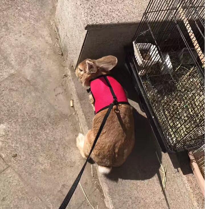 Explore the Perfect Small Pet Leash