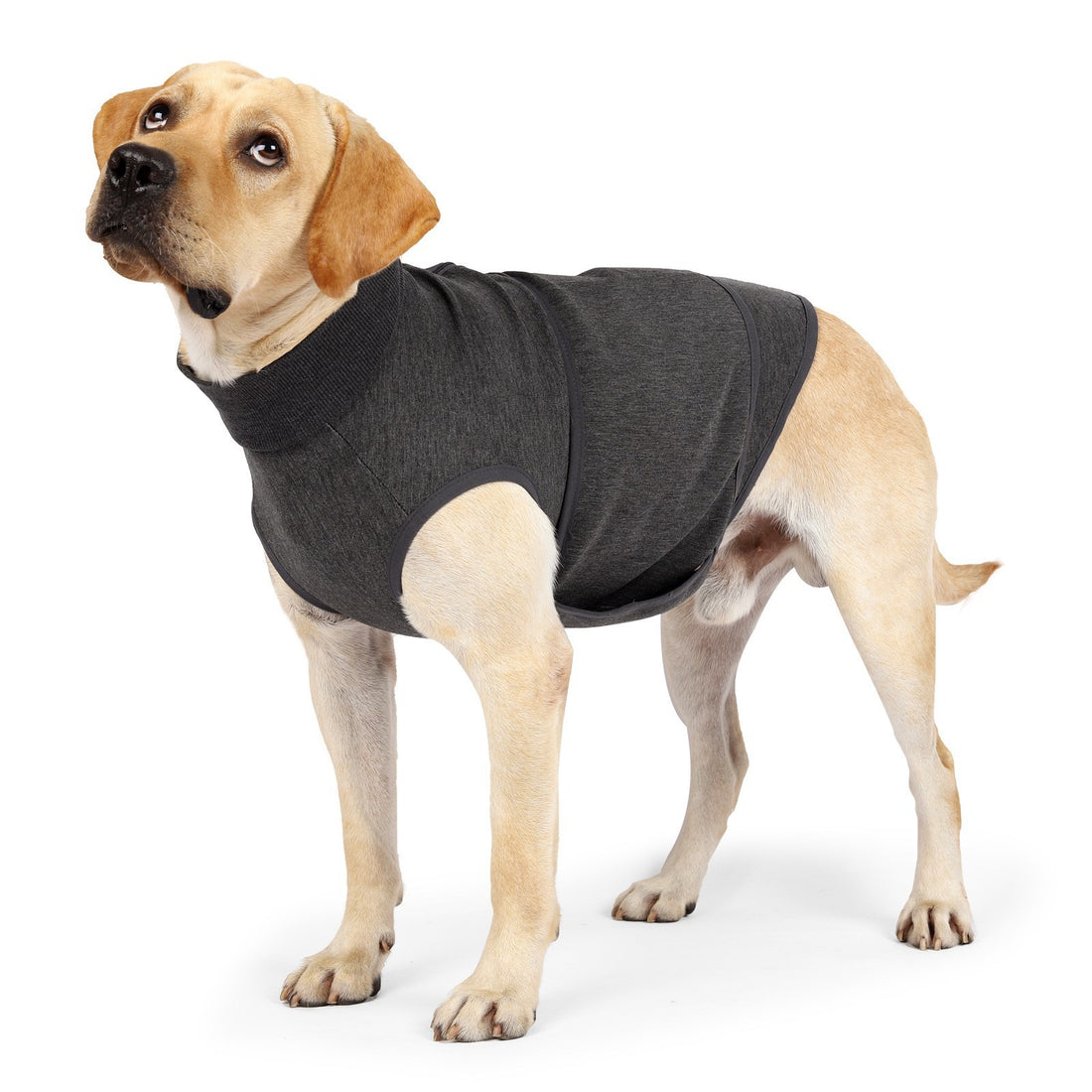 Pet Polyester Comfort Cotton Jacket Clothes